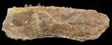 Ichthyodectes Jaw Section - Kansas #48780-1